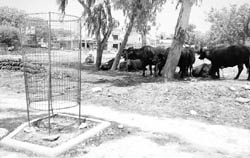 Buffaloes tethered to trees in a park in Sector 68, Mohali. A stack of dung cakes can also be seen in the picture