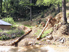 A view of felled trees along side the McLeodganj-Dharamkot road.