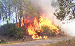 Forest on fire near Budhana village under the Kangu forest range on Sunday.