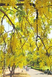 An amaltas tree in full bloom in Ludhiana