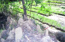 Termite burrows in government nursery in Ibban village in Amritsar.