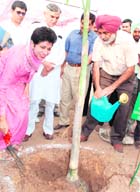 Union Minister Selja plants a sapling at the Garden of Palms in Sector 42, Chandigarh, on Monday.
