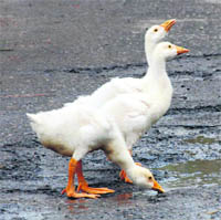 This duck quenches its thirst from a pool of water in a road at Karnal.
