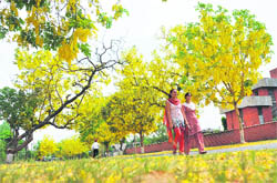 Amaltas flowers offer a visual delight as they make for a pretty canopy at the PAU, Ludhiana.