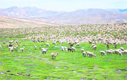 A view of the Chiplakedar meadow in Pitthoragarh district.
