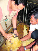 A lion being treated on its arrival at Gopalpur park