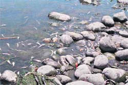 File photo of dead fish floating in the Sutlej near Nangal on May 8, 2010. 