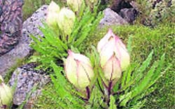 Himalayn monal and brahm kamal, the state bird and flower, respectively of Uttarakhand