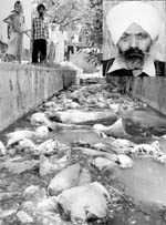 Even after the suspected outbreak of typhoid cases at Zirakpur, MC fails to clean the mess