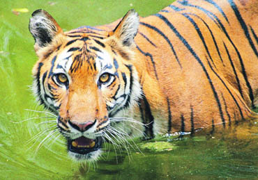 With access to the Sundarbans forests being problematic, wildlife scientists had asked for a separate census in the region. The 2001 census had put the number of tigers in the mangrove forests at more than 200