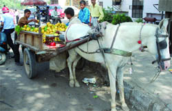 MANGO SEASON: They are all over: in shops, rehris and, even, tongas.