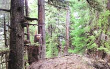 Over 50 deodar trees have been illegally cut at Shikari Devi Wildlife Sanctuary in Mandi.