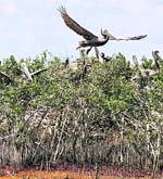 A pelican leaves its nest as oil from the Deepwater Horizon oil spill impacts the shore of an island in Barataria Bay on Saturday.