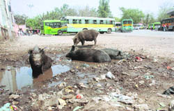 Tall claims of the authorities notwithstanding, the Gurgaon bus stand continues to remain in a state of poor hygiene