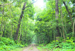 The Kalesar National Park. 