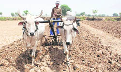 Even as there is no rain in sight, this farmer ploughs his field for sowing paddy at Kandela village in Jind.