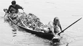 Members of the Kashmir Lakes and Waterways Authority clean the Dal Lake in Srinagar on Tuesday.
