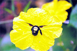A honeybee collects nectar from a flower in Dehradun