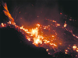 Trees burn on the slopes of Kuftadhar during a forest fire at Shimla on Tuesday night.