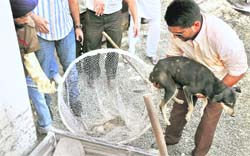 A veterinary doctor puts a stray dog in the net for sterilisation in Ludhiana on Wednesday.