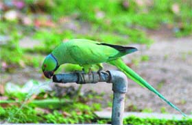 As the mercury soars in North India, a parrot quenches its thirst perched on top of a leaking tap in Jalandhar.