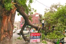 A branch of a tree falls down outside the Model Town gurdwara due to a duststorm in Jalandhar on Friday.