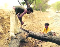 Labourers cut a tree along the Bathinda-Badal road on Friday