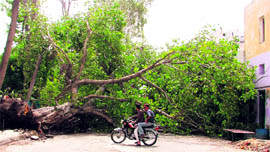 Uprooted Peepal tree blocks the road near Guru Nanakpura in Ludhiana on Saturday