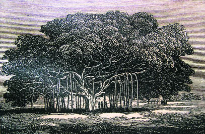 A Banyan Tree. Engraving by an unknown European artist; late 18th century
