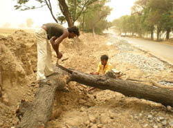 Labourers cut a tree along the Bathinda-Badal road. 