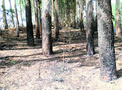 Scorched trunks of trees and remains of burnt saplings along the Abohar branch of Sirhind Canal, near Karamsar, Ahmedgarh.