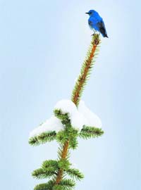 A Mountain Bluebird sits on the top of a snow covered pine tree near Cremona, Alta., Canada
