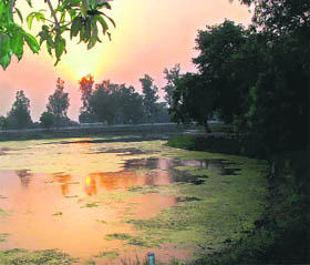 Owing to poor upkeep, algae has started accumulating in Karna Lake at Karnal.