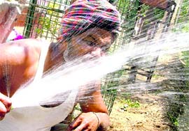 A gardener quenches his thirst from a hosepipe in Ludhiana.