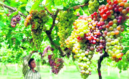 Grapes waiting to be picked at the PAU farms in Ludhiana
