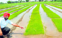 Harinder Singh Dhaliwal at the paddy nursery developed by the Ghandam Multipurpose Cooperative Society on Wednesday