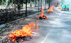 Waste being burnt by Patiala Municipal Corporation safai sewaks on the Jail Road in Patiala