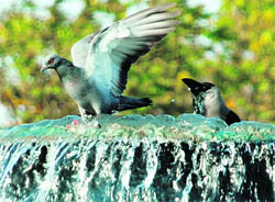 Birds flock to a fountain in Chandigarh