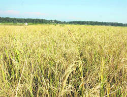 A basmati rice field at Shuklapur village near Dehradun.
