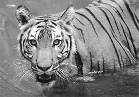 The future of the tiger remains uncertain
