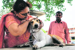 One of the dogs that was attacked with acid in Ludhiana on Thursday. 