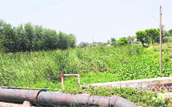 The blocked Sirhind choe in Fatehgarh Sahib, which has not been de-silted for a long time. 