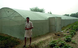 A farmer at a net house farm at the Maesarkhana village on Friday
