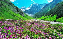 A view of the Valley of Flowers in Chamoli district in Uttarakhand which is a major tourist spot.