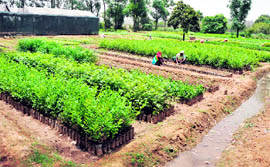 Saplings being nurtured at the nursery of the forest department near Baddowal village