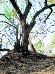Trees along the Sirhind Canal near Ahmedgarh dying due to staff negligence