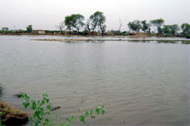 A field of cotton crop under deep water due to breach of an irrigation minor in Abohar area on Friday
