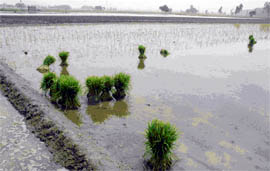 Transplanted paddy at a field in village Khidkiyan Wala of Muktsar district on Saturday