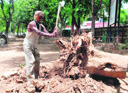 A labourer of the horticulture department chops off an uprooted tree at the rear side of Hotel Shivalik View on Saturday. The soil around 63 trees in the area was dug up by the municipal corporation to extend parking space.