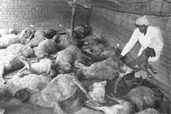 The owner of sheep shows the carcasses in Ambala on Saturday. 